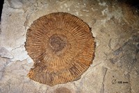 Dactylioceras semiannulatum